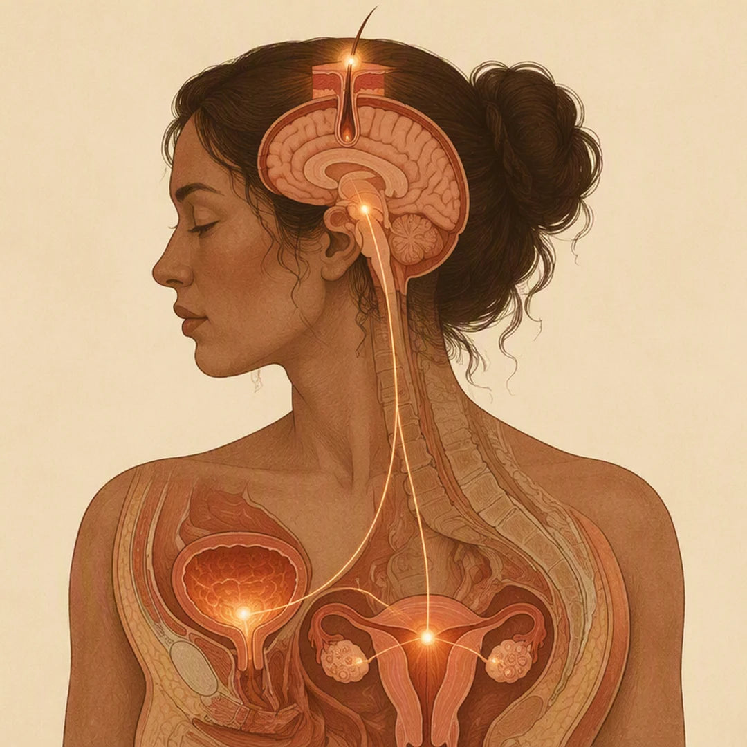 The same hormone shift behind leaks, urges and thinning hair